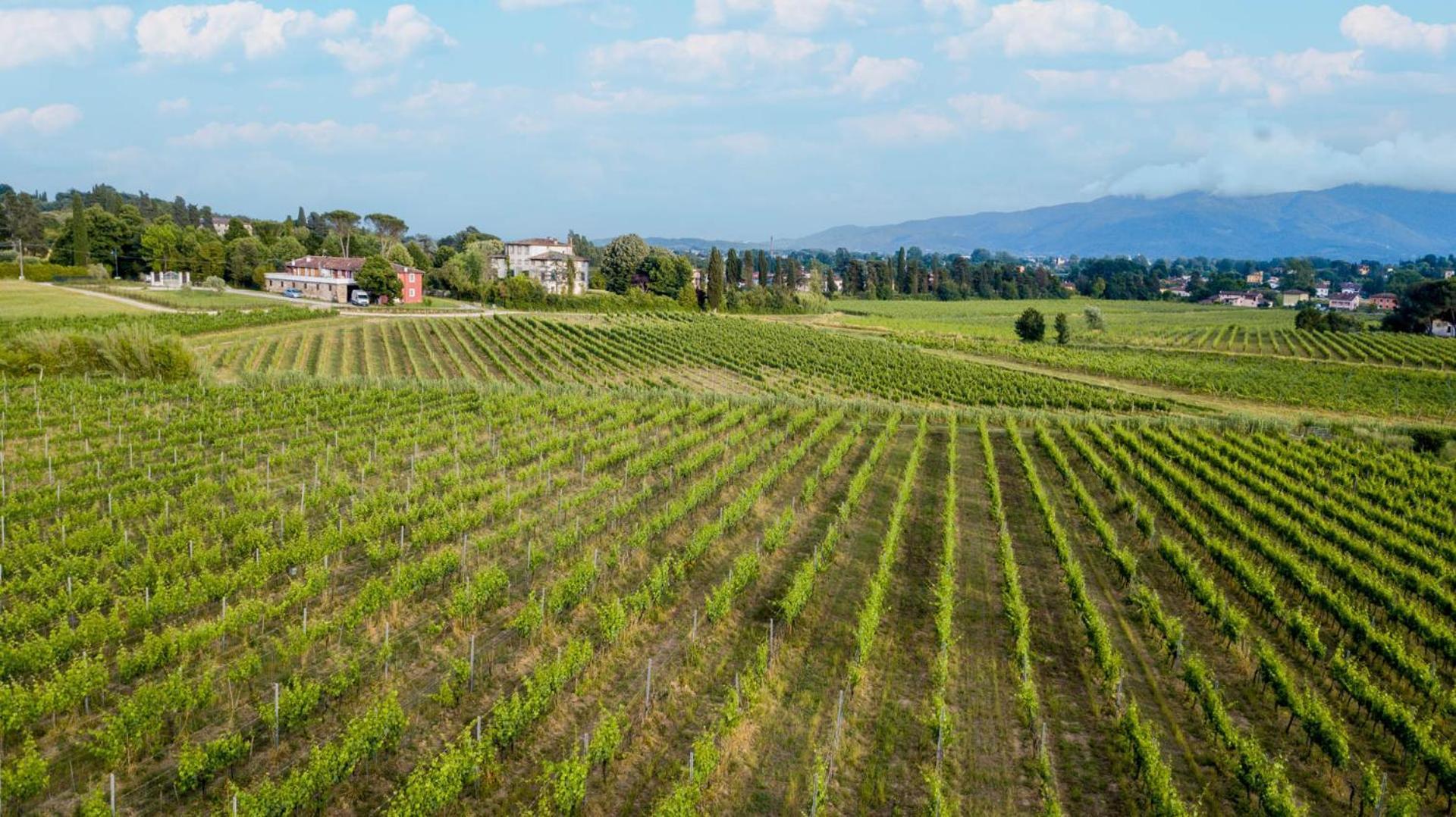 Cicale 3 Bedrooms Farmhouse With Shared Pool Lucca Kültér fotó